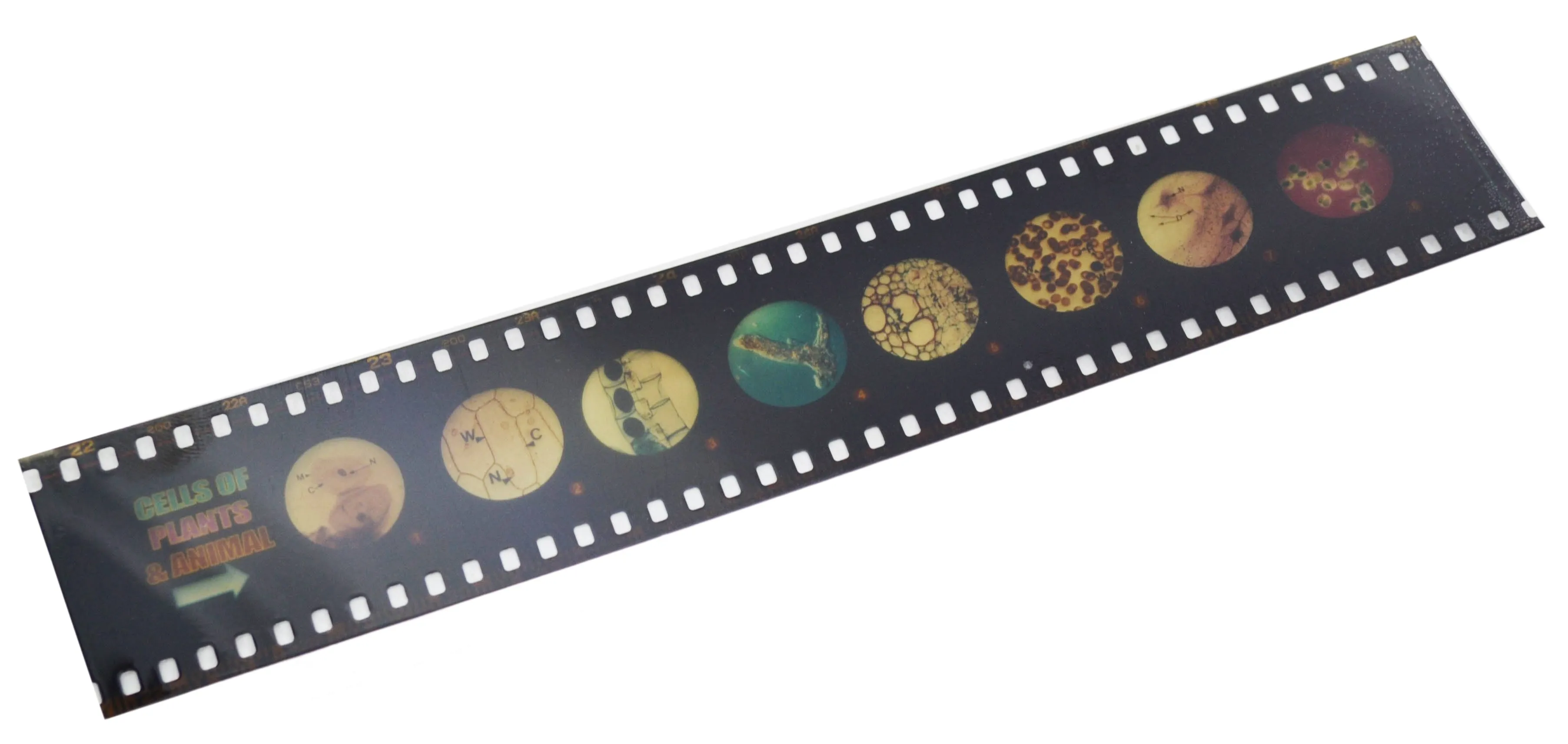 Multi-Slide Viewer Set - Includes One Slide Strip & Instructions - Easy To Use - Eisco Labs