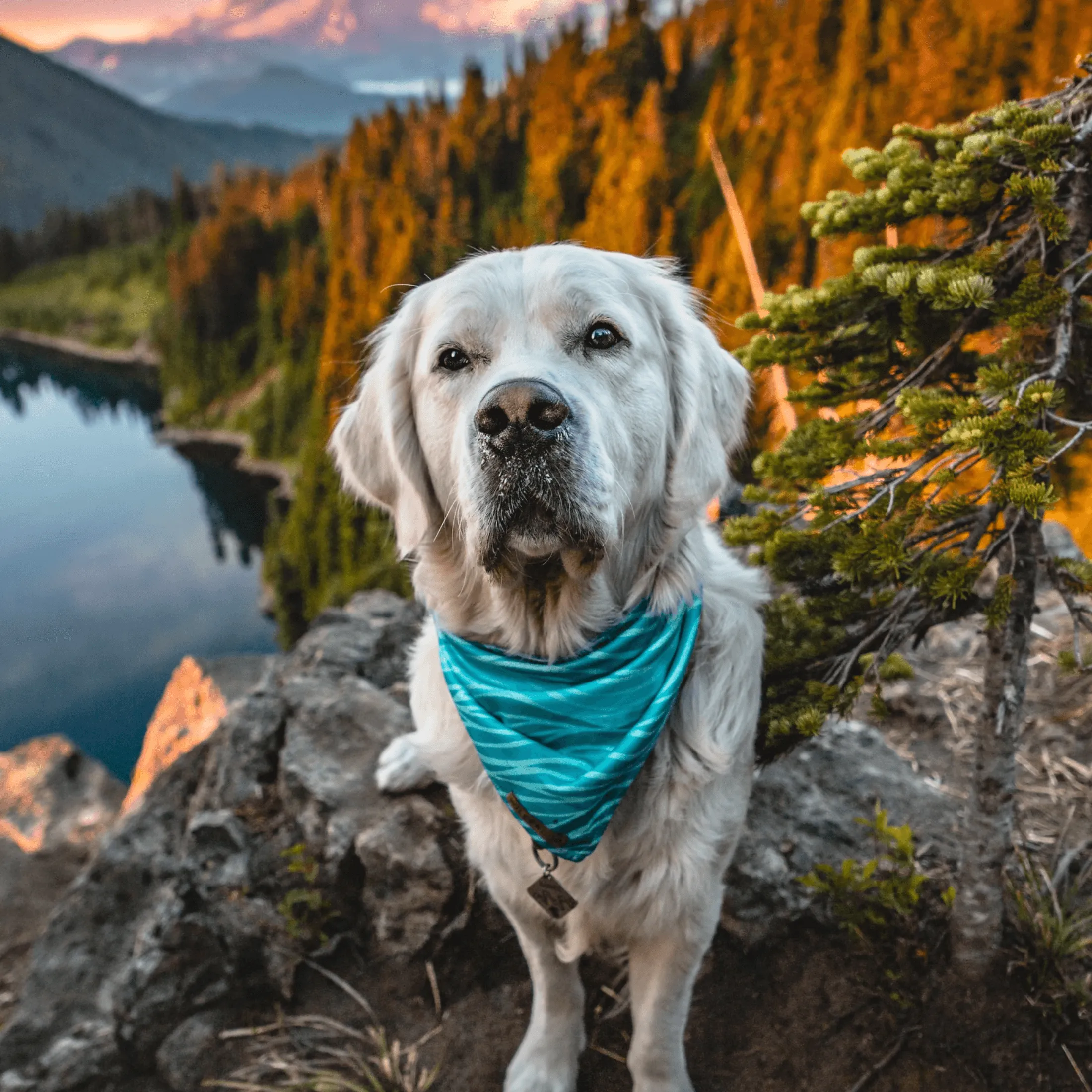 Olas Cooling Bandana