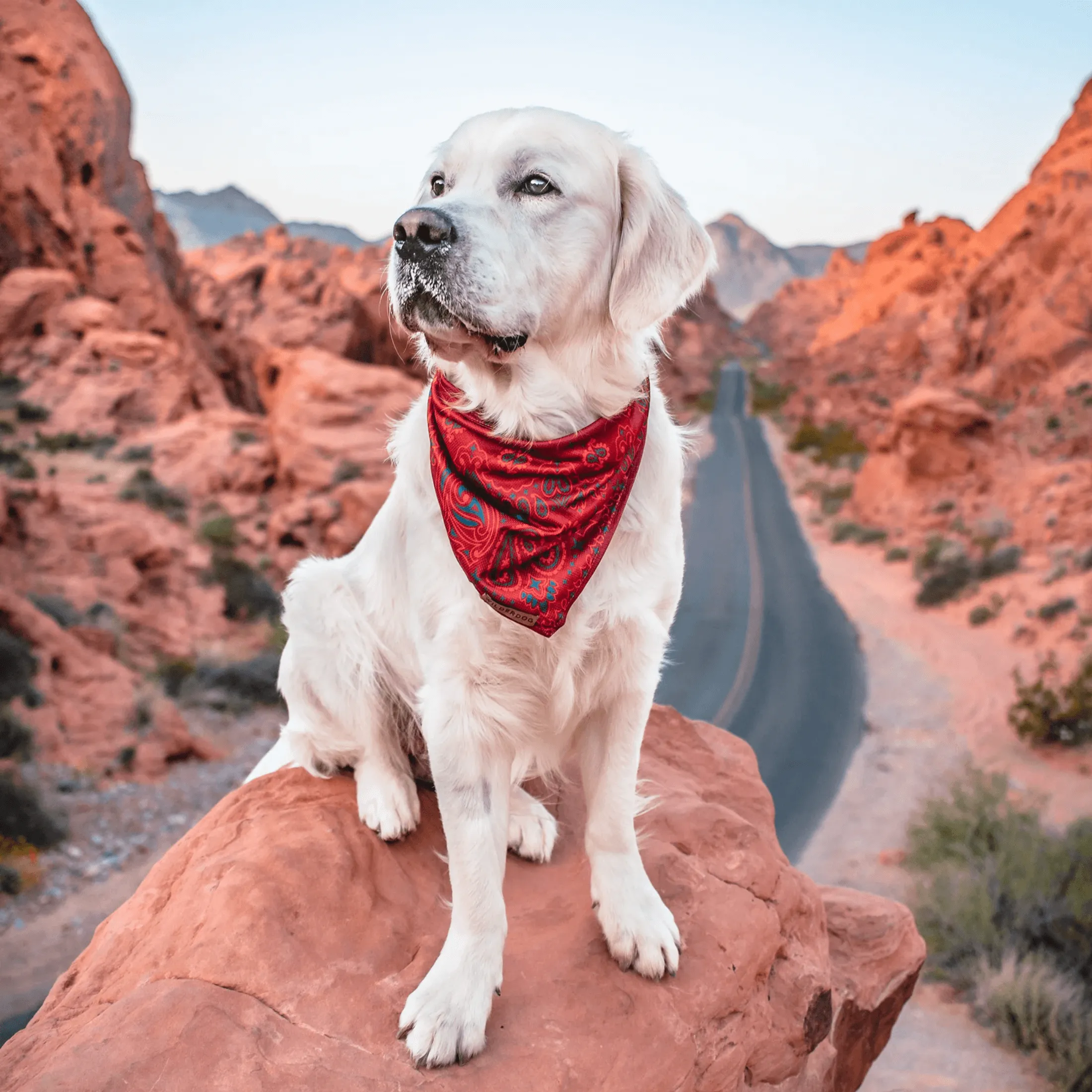Rodeo Cooling Bandana