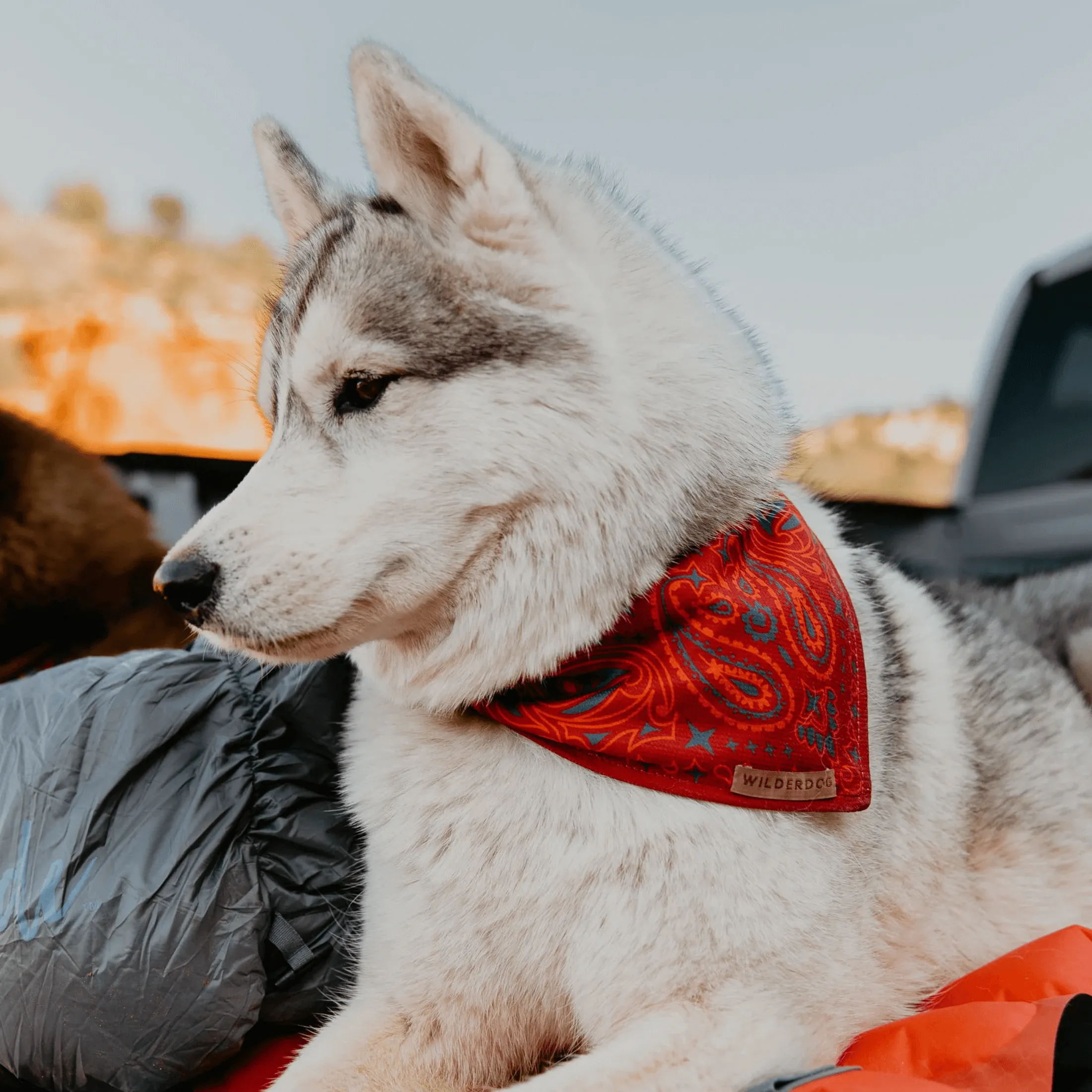 Rodeo Cooling Bandana